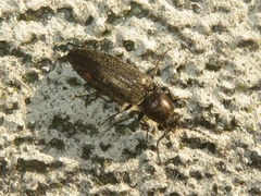 Cidnopus aeruginosus