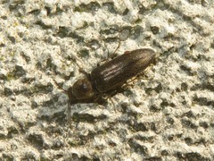 Cidnopus aeruginosus
