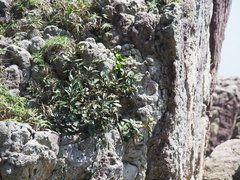 Rhaphiolepis umbellata