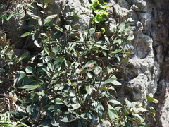 Rhaphiolepis umbellata