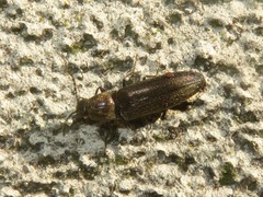 Cidnopus aeruginosus