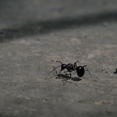 Polyrhachis lamellidens
