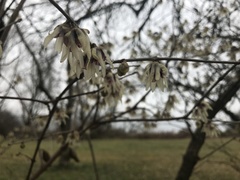 Chimonanthus