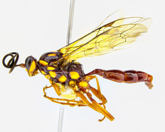 Degithina