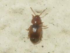 Kateretes pedicularius