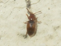 Kateretes pedicularius