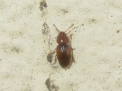 Kateretes pedicularius