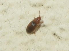 Kateretes pedicularius