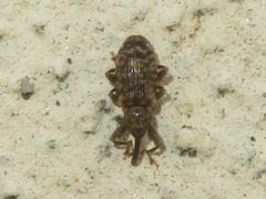 Dorytomus taeniatus