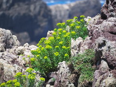 Euphorbia jolkinii
