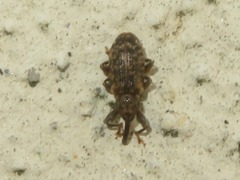 Dorytomus taeniatus
