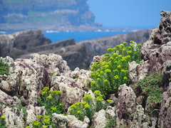 Euphorbia jolkinii