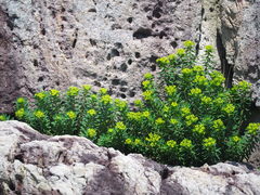 Euphorbia jolkinii