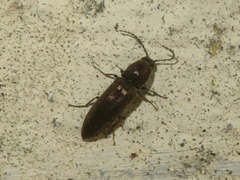 Cidnopus aeruginosus