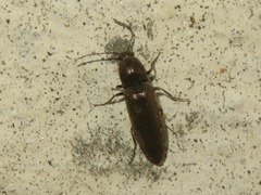 Cidnopus aeruginosus