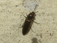 Cidnopus aeruginosus
