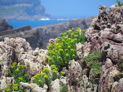 Euphorbia jolkinii