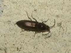 Cidnopus aeruginosus