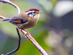 Schoeniparus castaneceps