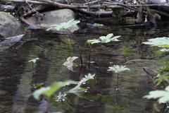Petasites frigidus palmatus