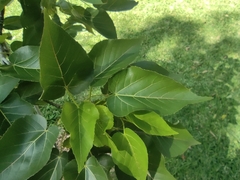 Malvaceae
