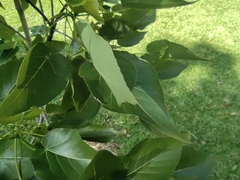 Malvaceae