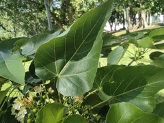 Malvaceae