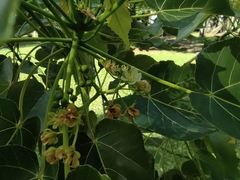 Malvaceae
