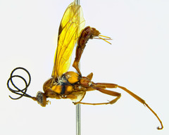 Degithina