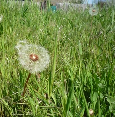 Taraxacum proximum