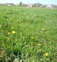 Taraxacum mucronatum