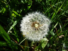 Taraxacum mucronatum