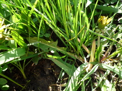 Taraxacum mucronatum