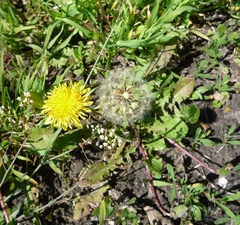 Taraxacum mucronatum