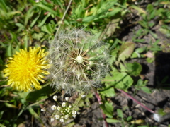 Taraxacum mucronatum
