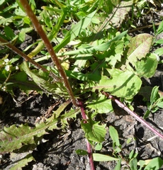 Taraxacum mucronatum