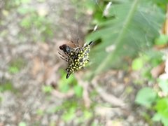 Gasteracantha diadesmia