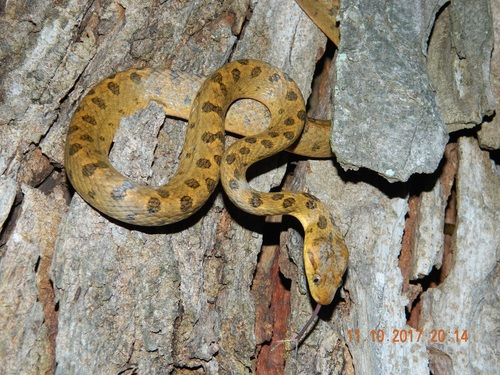 Western Cat-eyed Snake