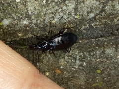 Limodromus