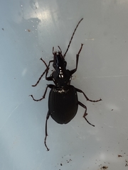 Limodromus