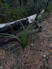Xanthorrhoea concava