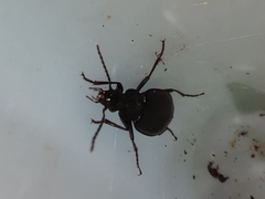 Limodromus
