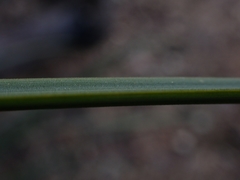 Xanthorrhoea concava