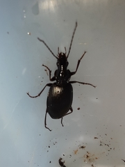 Limodromus