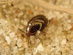 Scaphidema metallicum