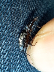 Limodromus