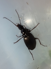 Limodromus