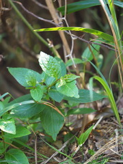 Eupatorium kiirunense