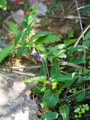 Viola confusa