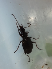 Limodromus